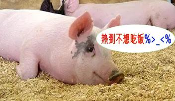 夏季豬群不吃食，找到根本原因才能輕松應(yīng)對！